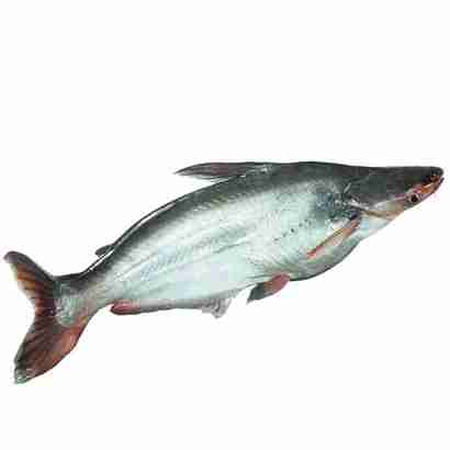 Pangas Fish Pond Medium 1 Pc | Nitta Bazar